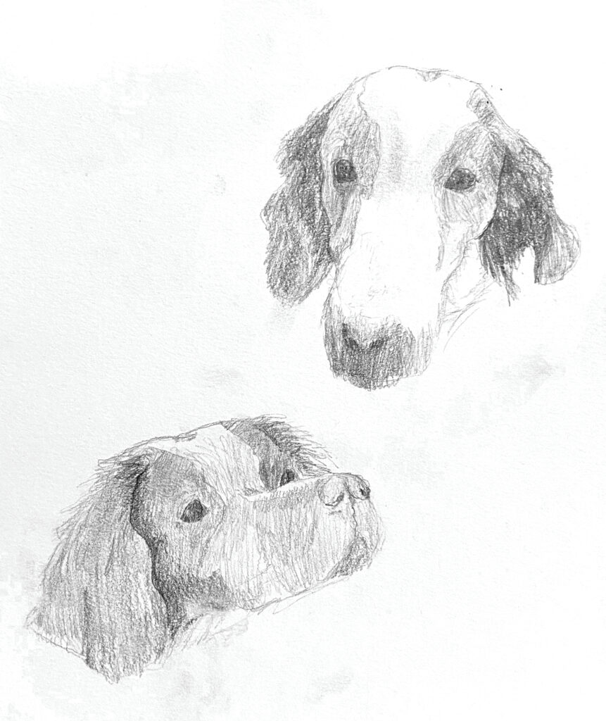 Puppies Sketch